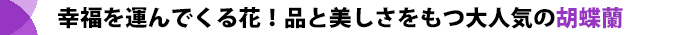 華やかで上品なお祝いなら胡蝶蘭