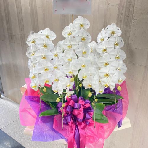 白い胡蝶蘭 5本立 スワロフスキー ラメ加工 東京都目黒区のお花屋さん ジュプン Jepung 東京目黒の花屋 Jepung ジュプン 白い胡蝶蘭 5本立 スワロフスキー ラメ加工 東京都目黒区のお花屋さん ジュプン Jepung 東京目黒の花屋 Jepung ジュプン